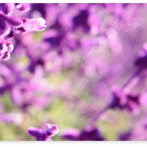 Malha BioDress® lavanda e camomila